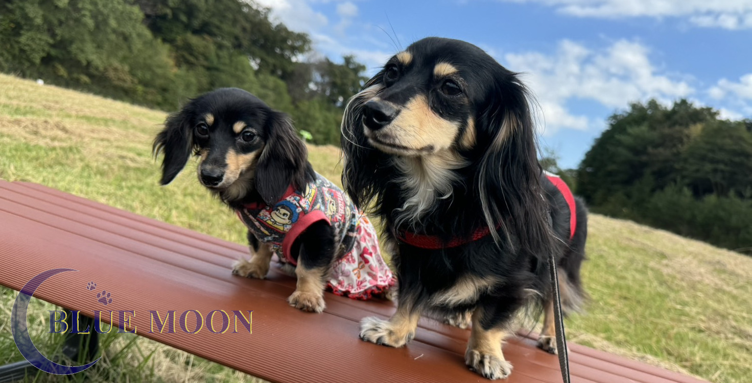 BLUE MOONのトップ画像｜チワックス・ミニチュアダックス専門ブリーダー